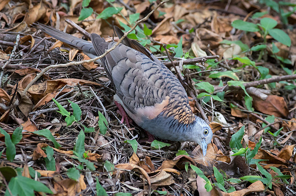 Bar-shouldered dove and thistle seed