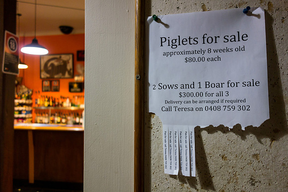 Piglets for sale