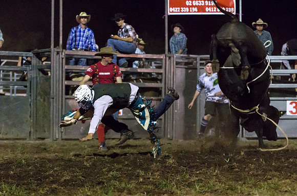 Black bull 3