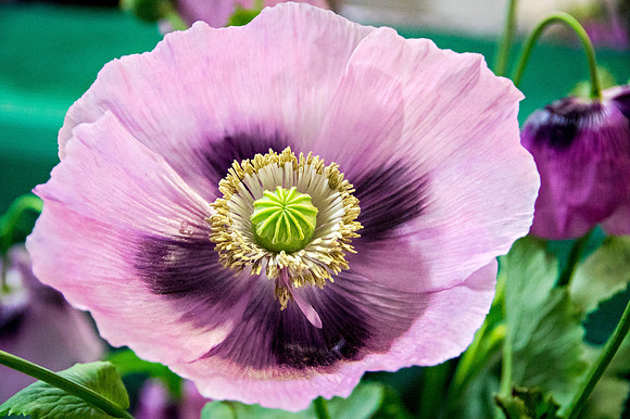 Purple poppy