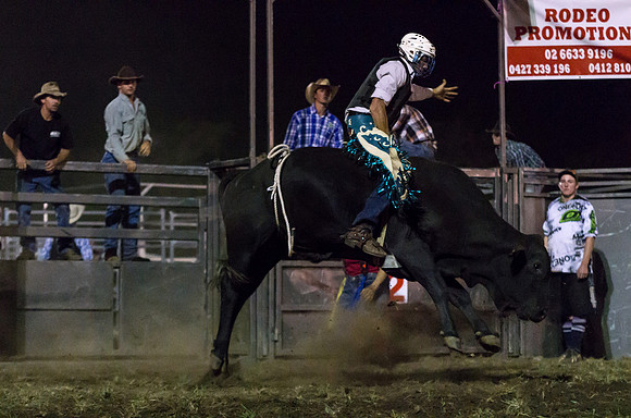 Black bull 2